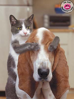 chien et  chat